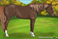 Horse Color:Liver Chestnut Appaloosa 