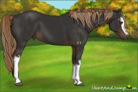 Horse Color:White Spotted Liver Chestnut 