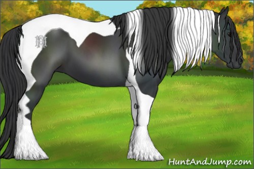 Horse Color:Black Tobiano 