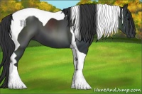 Horse Color:Black Tobiano 