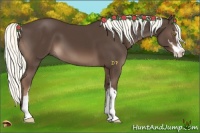 Horse Color:Liver Chestnut Sabino 