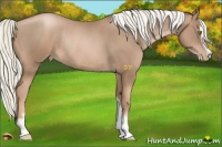 Horse Color:Liver Chestnut Pearl Sabino Rabicano