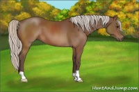 Horse Color:Silver Buckskin 
