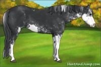 Horse Color:Black Sabino 