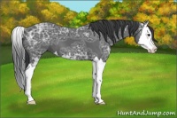 Horse Color:Black Ice Sabino Splash