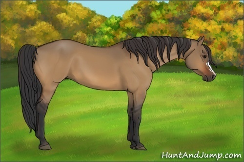 Horse Color:Unknown 