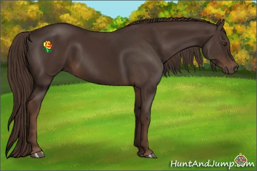 Horse Color:Liver Chestnut 