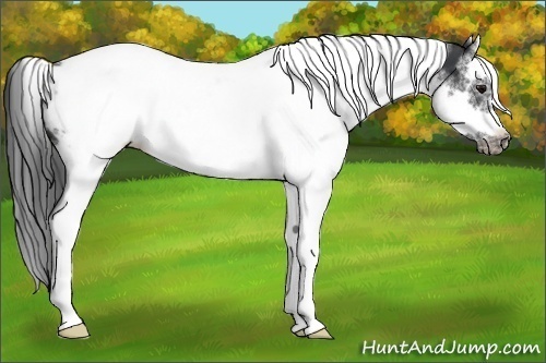Horse Color:White Spotted Black Splash Tobiano Frame Appaloosa 