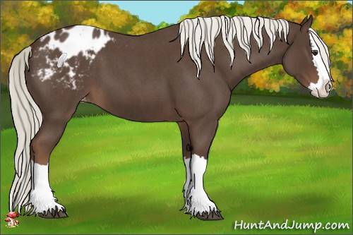 Horse Color:Liver Red Roan Sabino Splash Appaloosa 