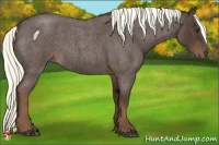 Horse Color:Liver Red Roan 