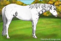 Horse Color:Blue Roan Splash Tobiano Frame Appaloosa 