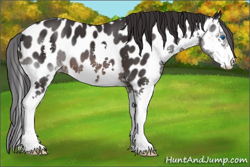 Horse Color:Brown Sabino Splash Appaloosa