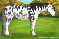Horse Color:Brown Sabino Splash Appaloosa 