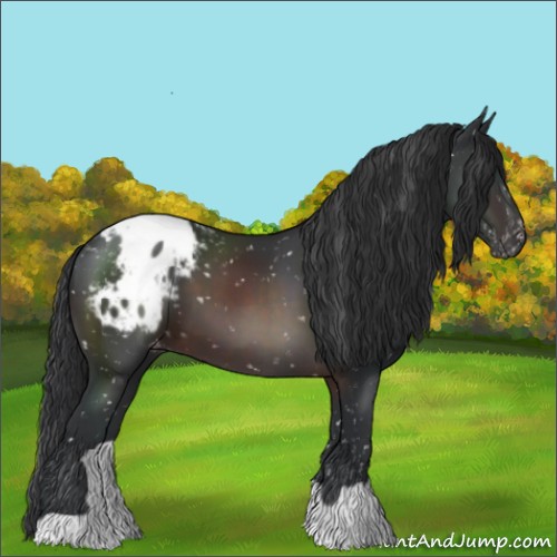 Horse Color:Brown Appaloosa