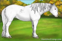Horse Color:White Spotted Silver Sable Champagne Chinchilla Appaloosa