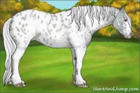 Horse Color:White Spotted Silver Classic Champagne Chinchilla Roan Appaloosa 