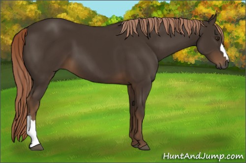 Horse Color:Gray Chocolate Palomino 