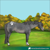 Horse Color:Black Appaloosa 