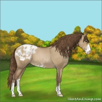 Horse Color:Grullo Pearl Sabino Appaloosa 
