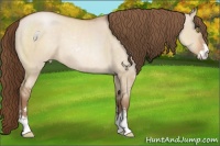 Horse Color:Brown Roan Pearl Dun Sabino Rabicano