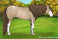 Horse Color:Grullo Pearl Sabino