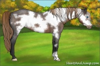Horse Color:Liver Red Roan Frame 