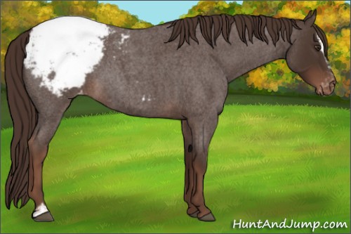 Horse Color:Liver Red Roan Sabino Appaloosa 