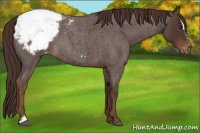 Horse Color:Liver Red Roan Sabino Snowcap 