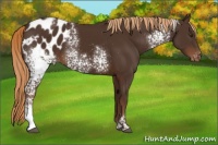 Horse Color:White Spotted Liver Chestnut Appaloosa 
