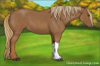 Horse Color:Red Roan
