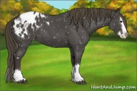 Horse Color:Smoky Blue Roan Splash Appaloosa 
