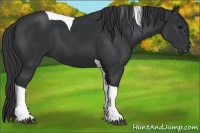 Horse Color:Black Tobiano 