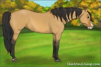 Horse Color:Bay Dun Splash 