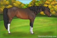 Horse Color:Brown 