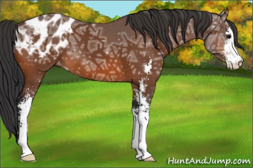 Horse Color:Bay Ice Sabino Appaloosa 