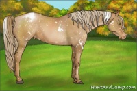 Horse Color:White Spotted Liver Chestnut Pearl Snowcap