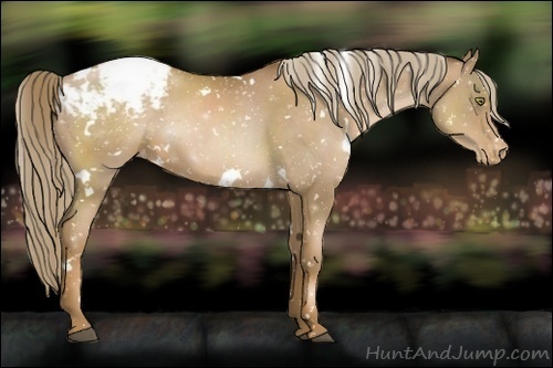 Horse Color:White Spotted Liver Chestnut Pearl Appaloosa 