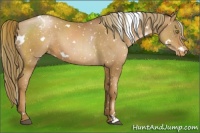 Horse Color:White Spotted Liver Chestnut Pearl Appaloosa 