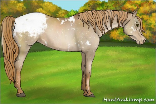 Horse Color:White Spotted Liver Chestnut Pearl Appaloosa 