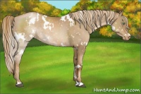 Horse Color:White Spotted Liver Chestnut Pearl Appaloosa