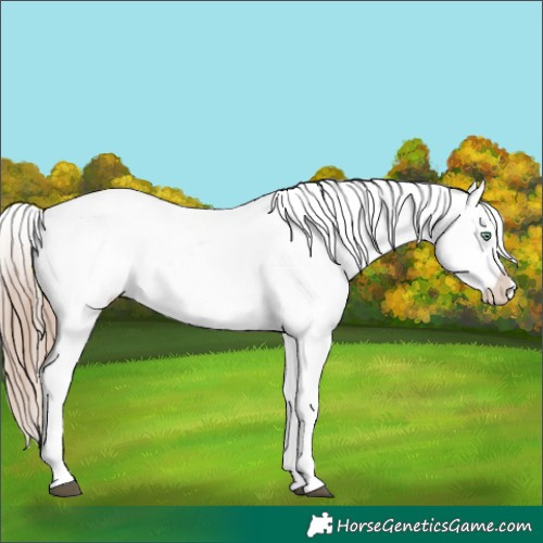 Horse Color:White Spotted Liver Chestnut Pearl Snowflake Varnish