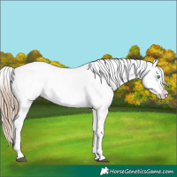 Horse Color:White Spotted Liver Chestnut Pearl Snowflake Varnish