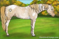 Horse Color:White Spotted Liver Chestnut Ice Pearl Appaloosa 