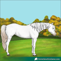 Horse Color:White Spotted Liver Chestnut Pearl Appaloosa 