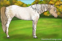 Horse Color:White Spotted Liver Chestnut Ice Pearl Appaloosa 