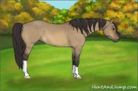 Horse Color:Buckskin Dun