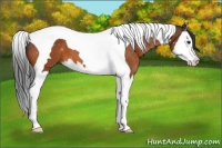 Horse Color:Bay Sabino Splash Tobiano