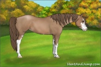 Horse Color:Black Pearl Sabino