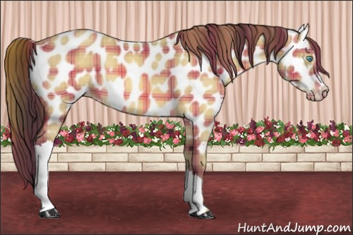 Horse Color:Plaid  Amber Cream Champagne Appaloosa 