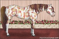 Horse Color:Plaid  Amber Cream Champagne Appaloosa 